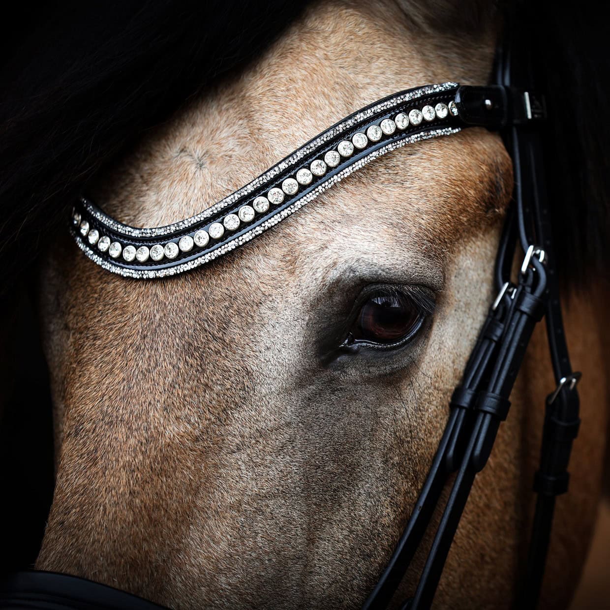 R-1657-SD-Diamond-Extreme-browband1W (1) frontal cheval noir cristaux