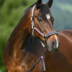 Licol Tommy Hilfiger Tale Ash SS26