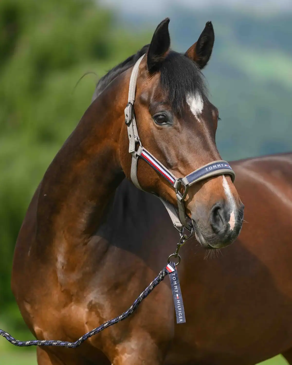 licol-tommy-hilfiger-tale-ash-ss26.jpg Licol Tommy Hilfiger Tale Ash SS26