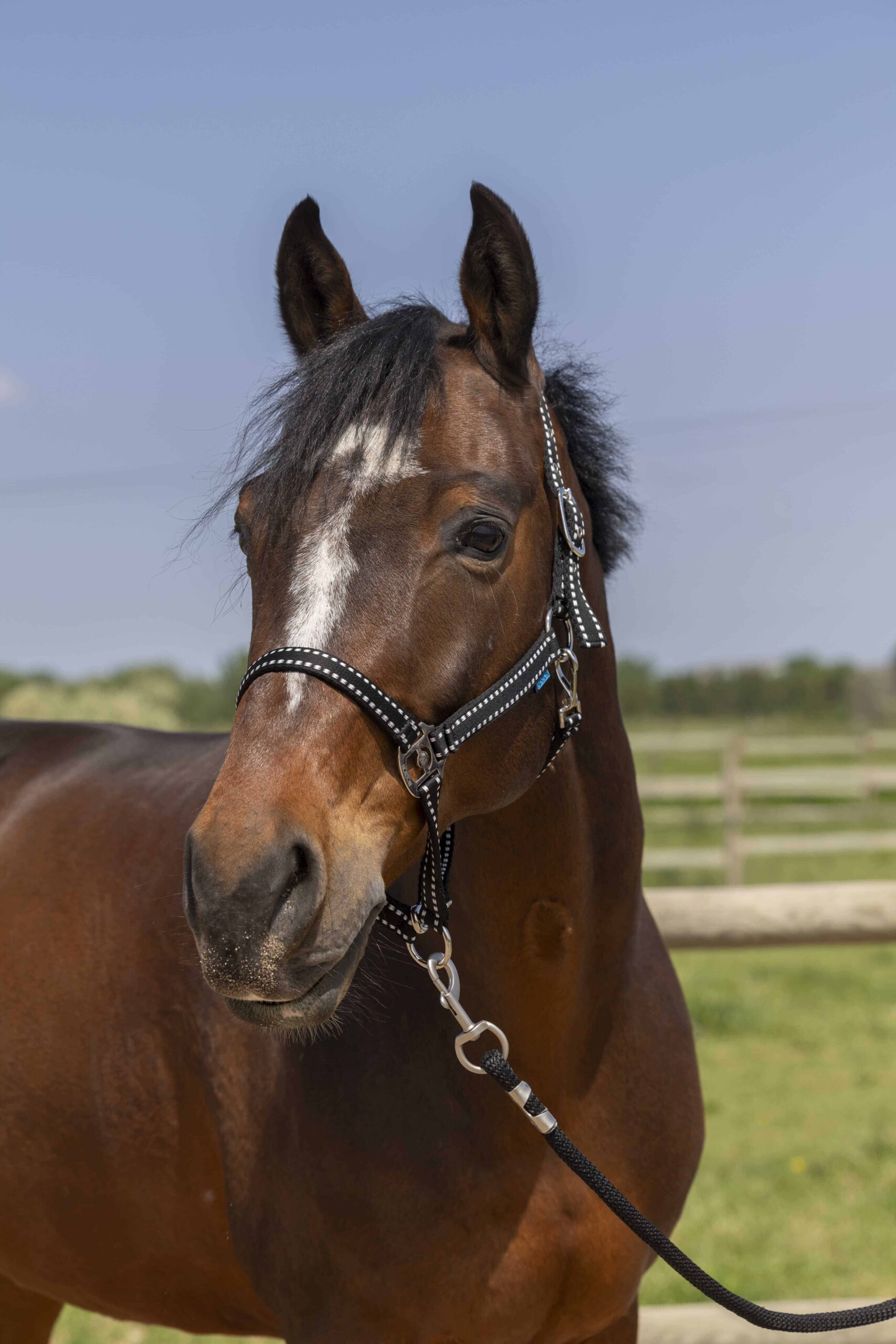 Norton - Licol Grooming Full – confort et résistance cheval