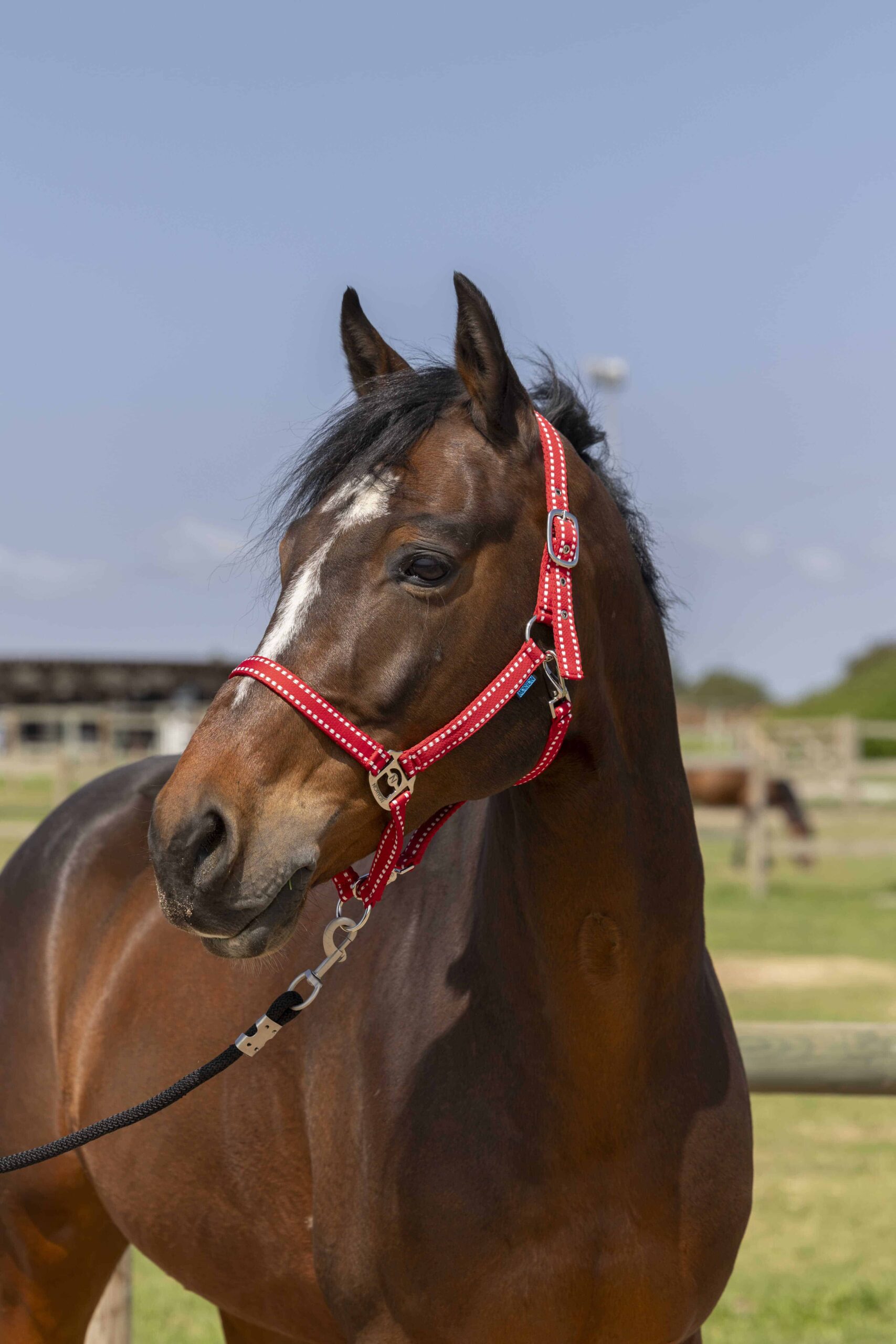 Norton - Licol Grooming Full – confort et résistance cheval