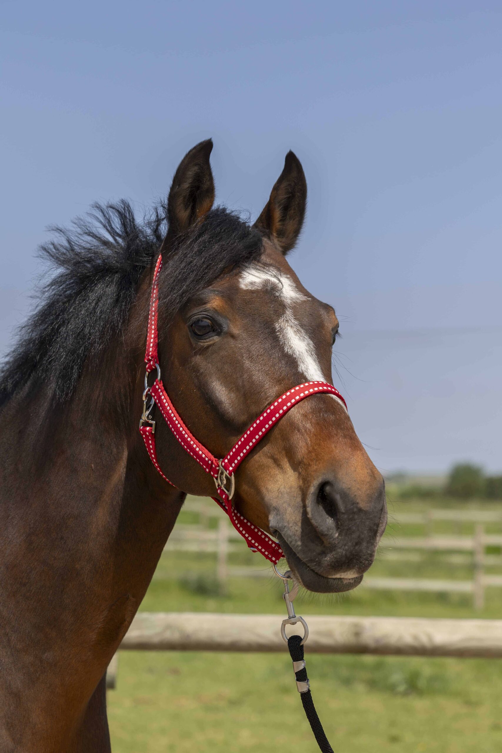 Norton - Licol Grooming Full – confort et résistance cheval
