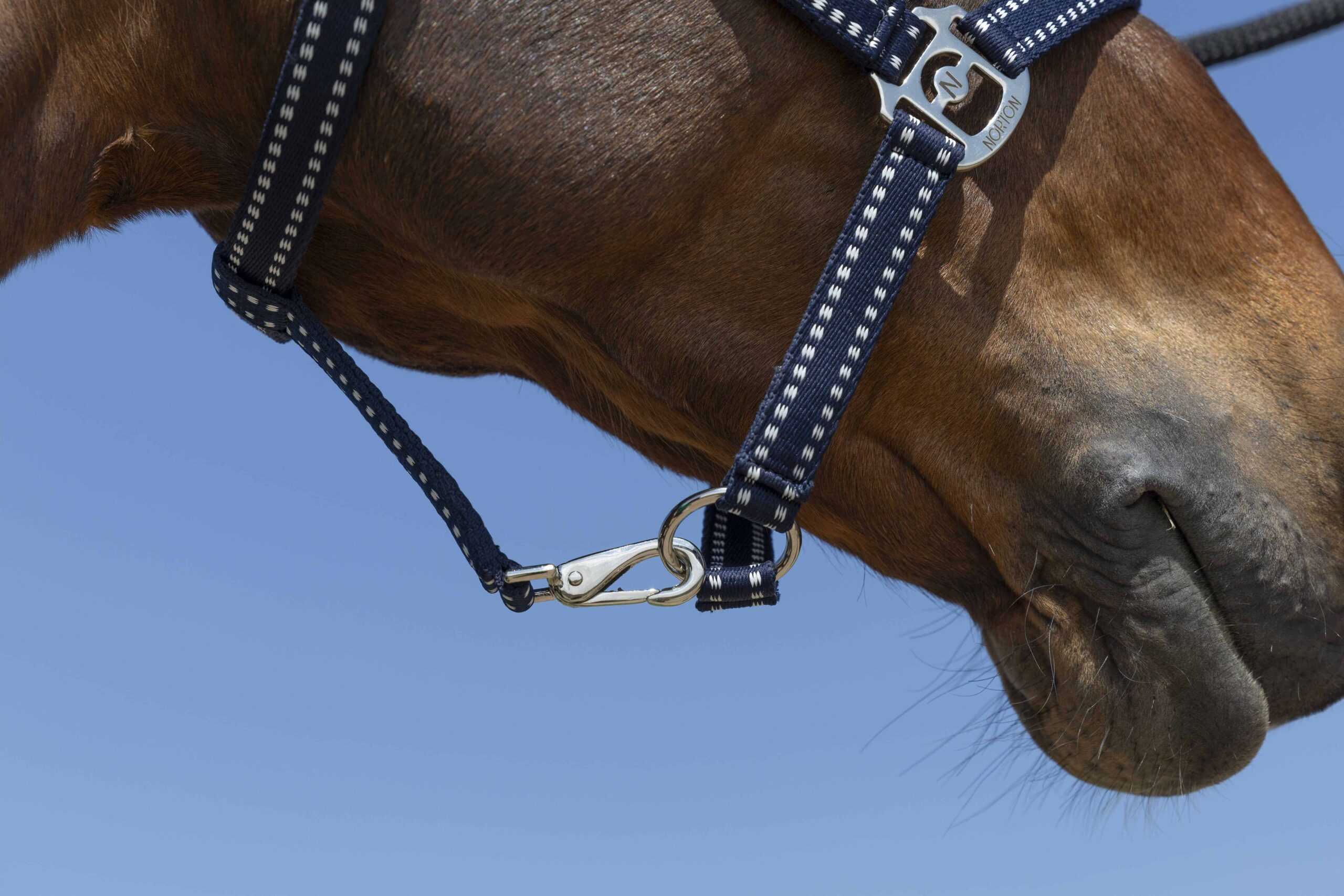 Norton - Licol Grooming Full – confort et résistance cheval