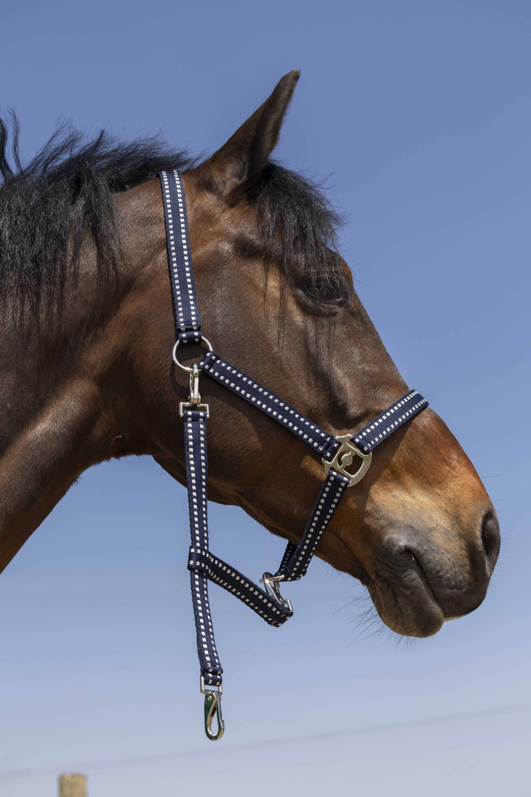 Norton - Licol Grooming Full – confort et résistance cheval
