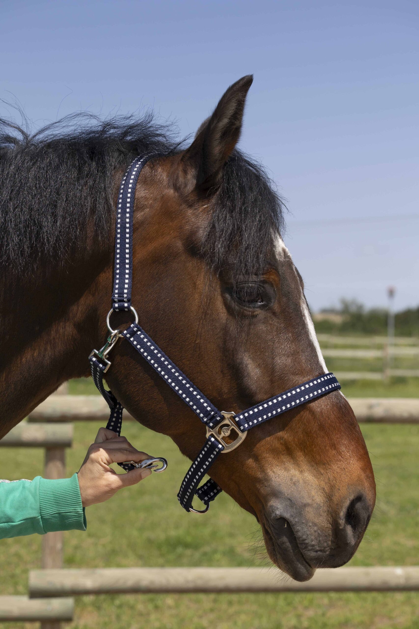 Norton - Licol Grooming Full – confort et résistance cheval