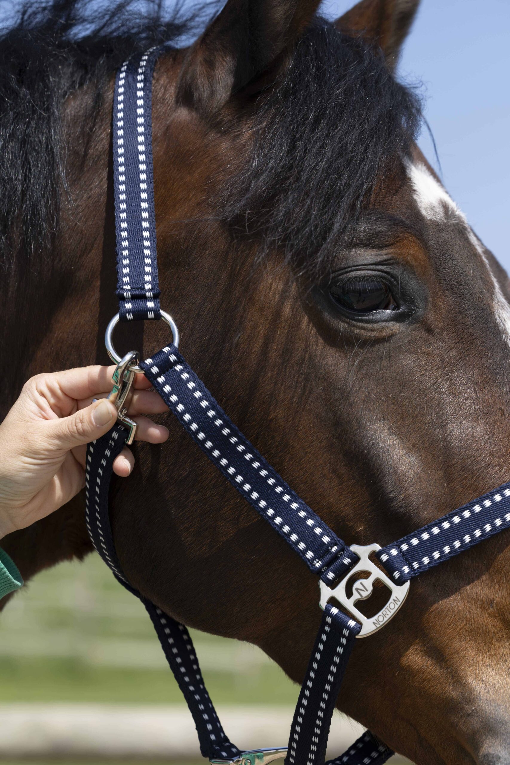 Norton - Licol Grooming Full – confort et résistance cheval