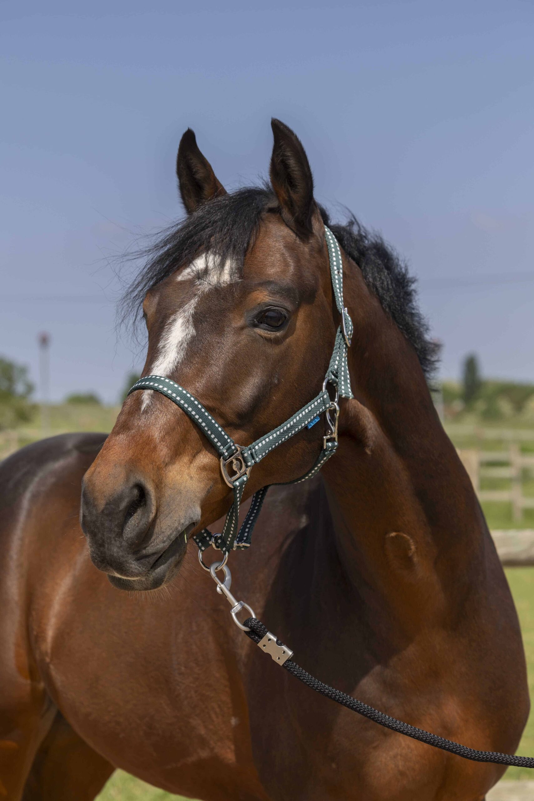 Norton - Licol Grooming Full – confort et résistance cheval