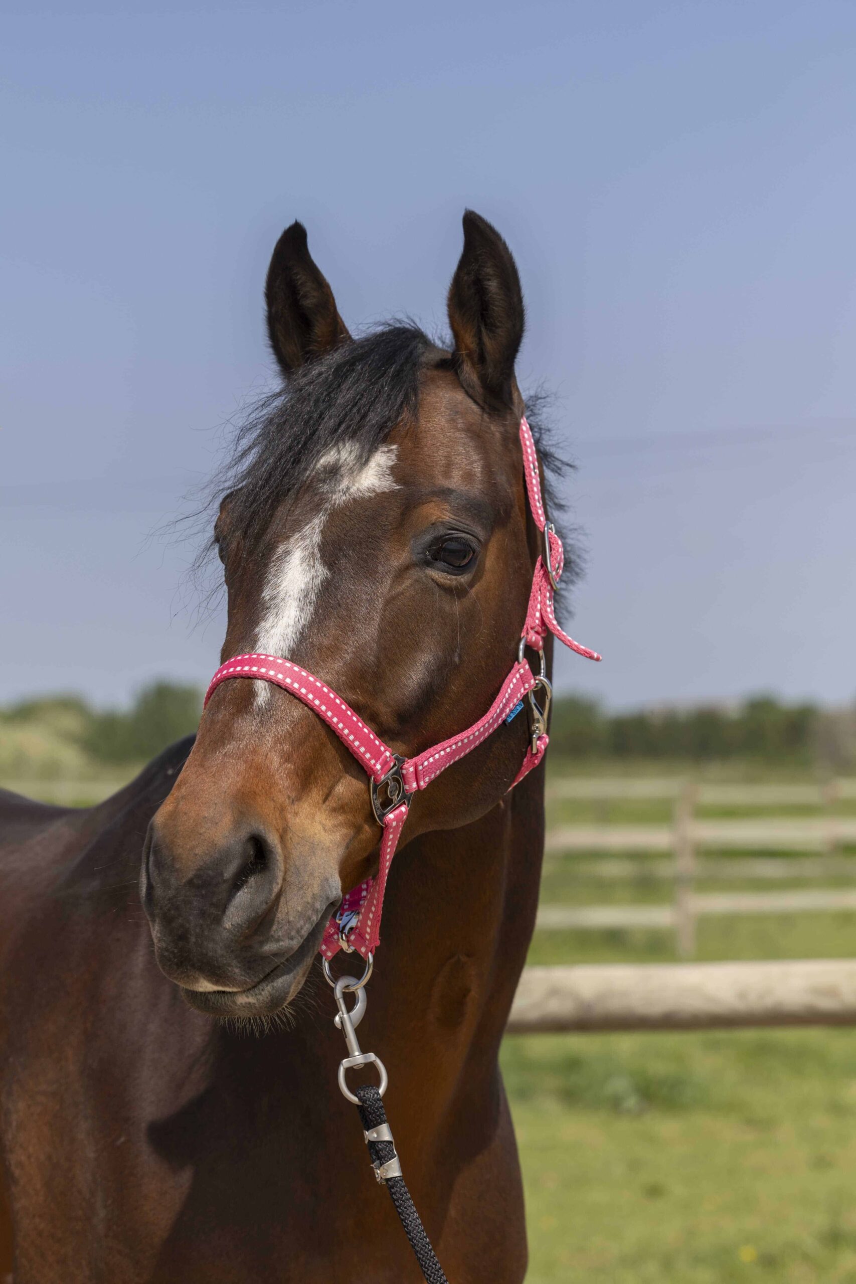 Norton - Licol Grooming Full – confort et résistance cheval